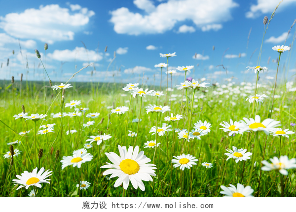 夏天蓝天下的盛开的小雏菊夏天花的领域